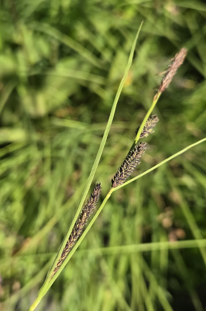 Carex kelloggii var. impressa