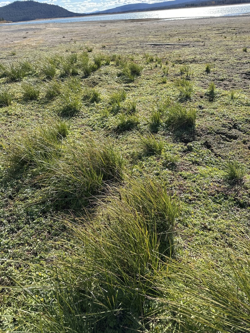 Carex kelloggii var. impressa photo 2