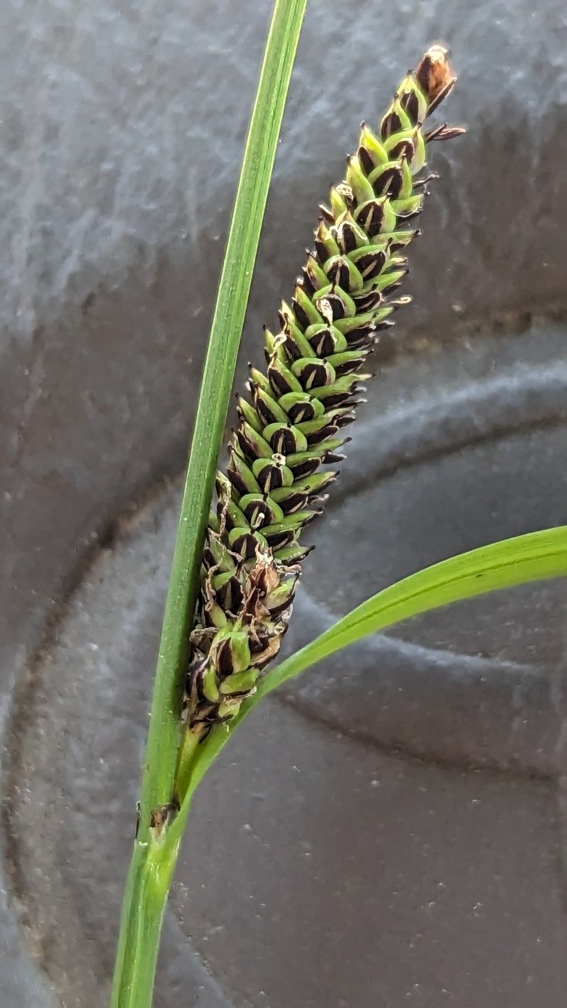 Carex kelloggii var. impressa photo 3