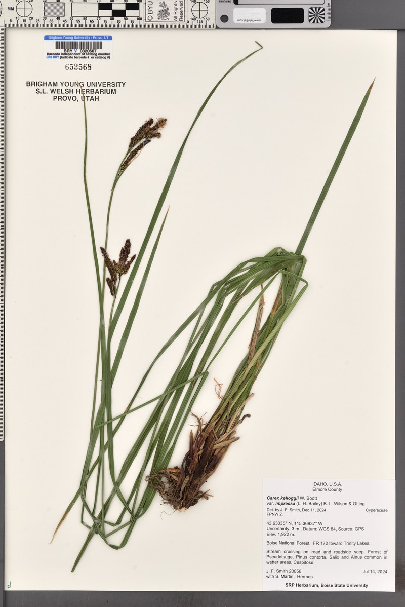 Carex kelloggii var. impressa photo 4