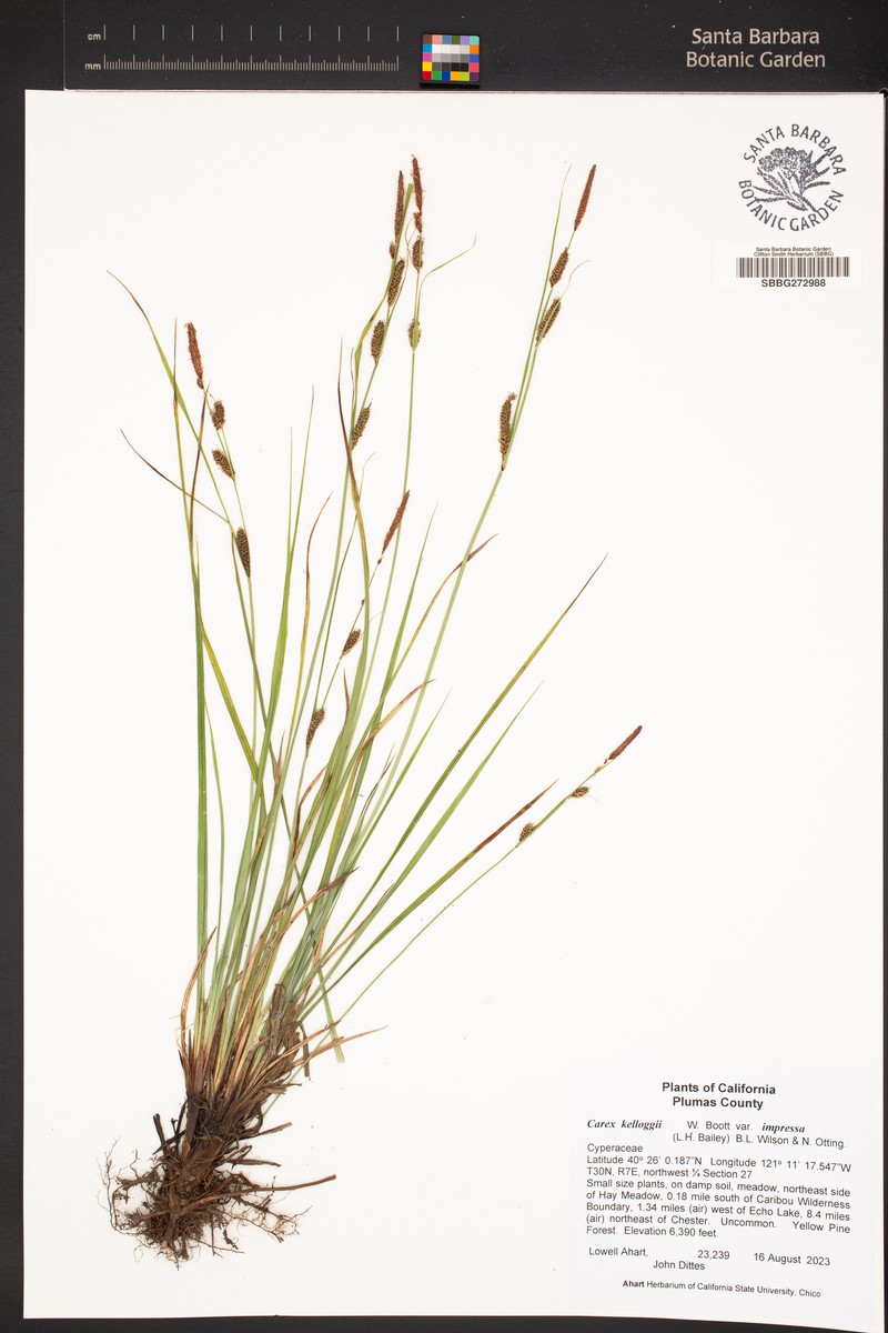 Carex kelloggii var. impressa photo 5