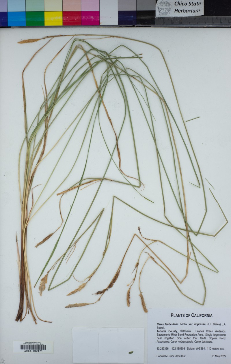 Carex kelloggii var. impressa photo 6