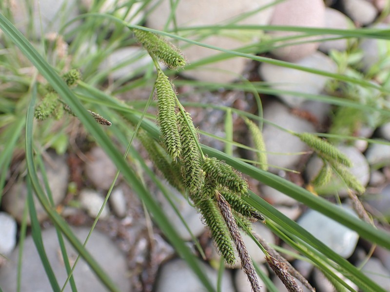 Carex kelloggii var. kelloggii