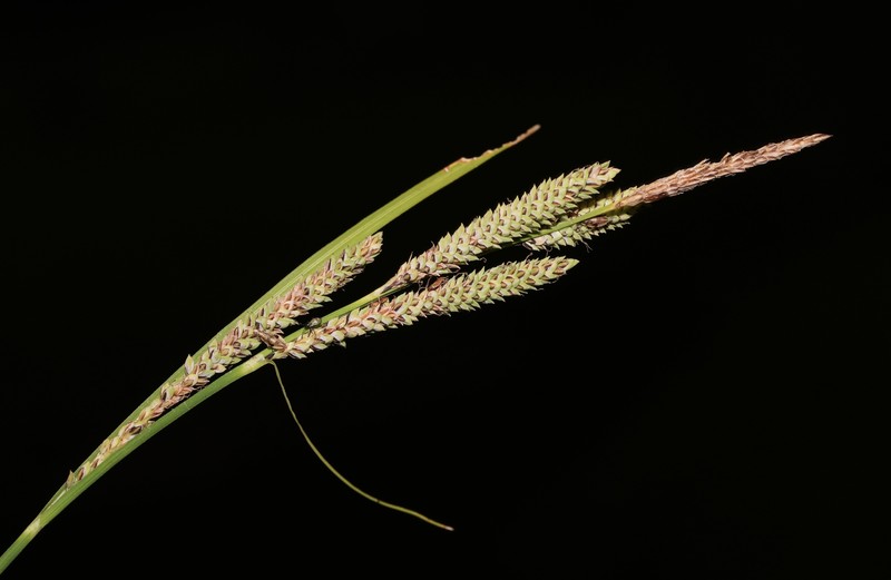 Carex kelloggii var. kelloggii photo 2