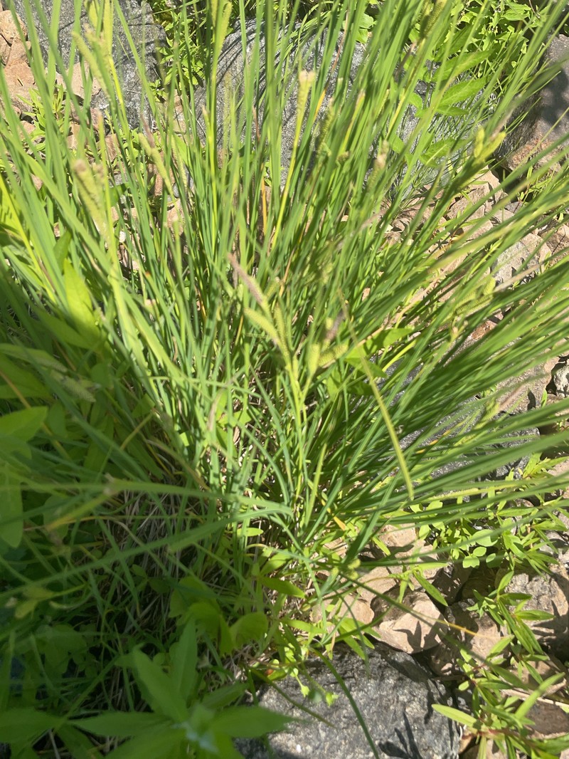 Carex kelloggii var. kelloggii photo 3