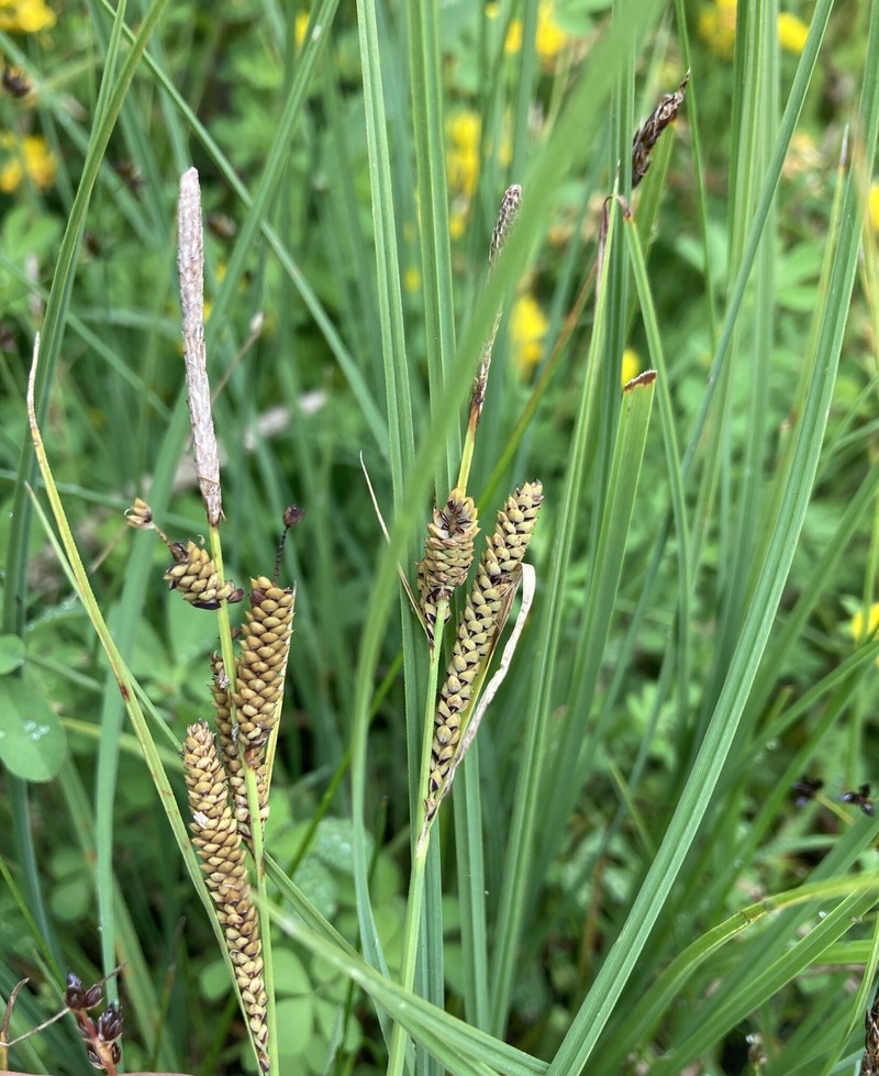 Carex kelloggii var. kelloggii photo 4