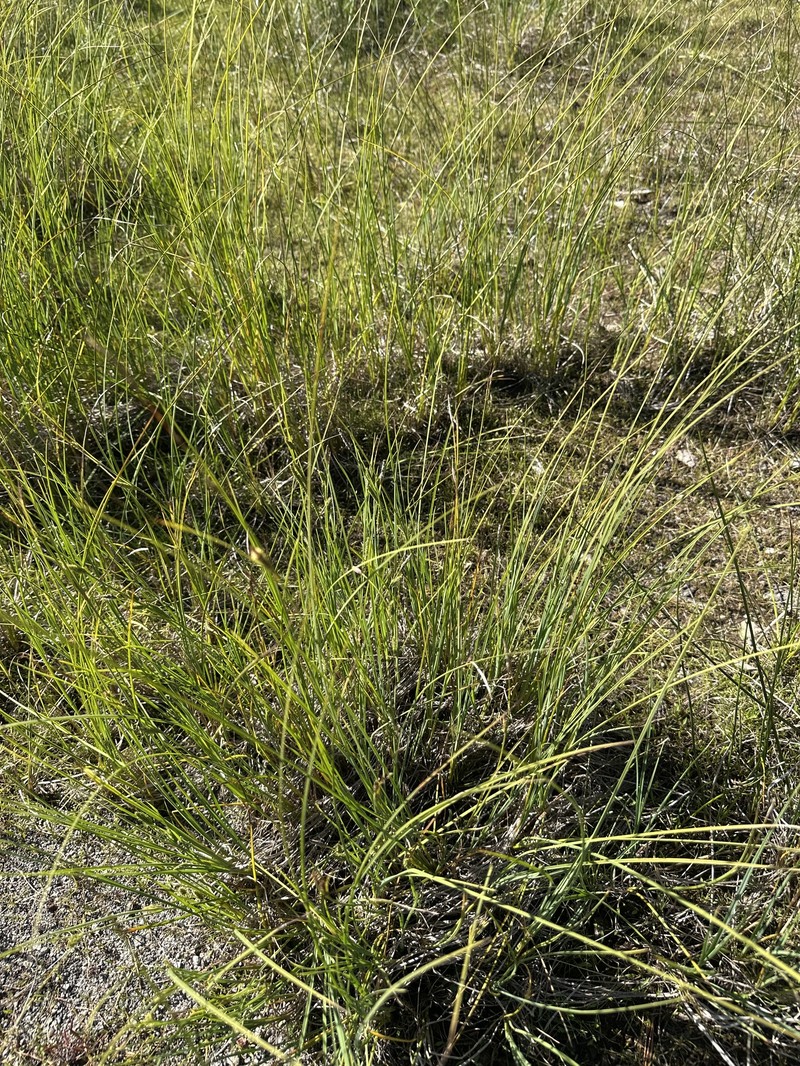 Carex kelloggii var. kelloggii photo 5
