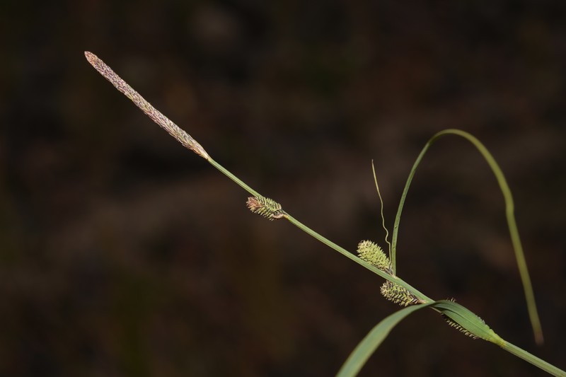 Carex kelloggii var. kelloggii photo 6