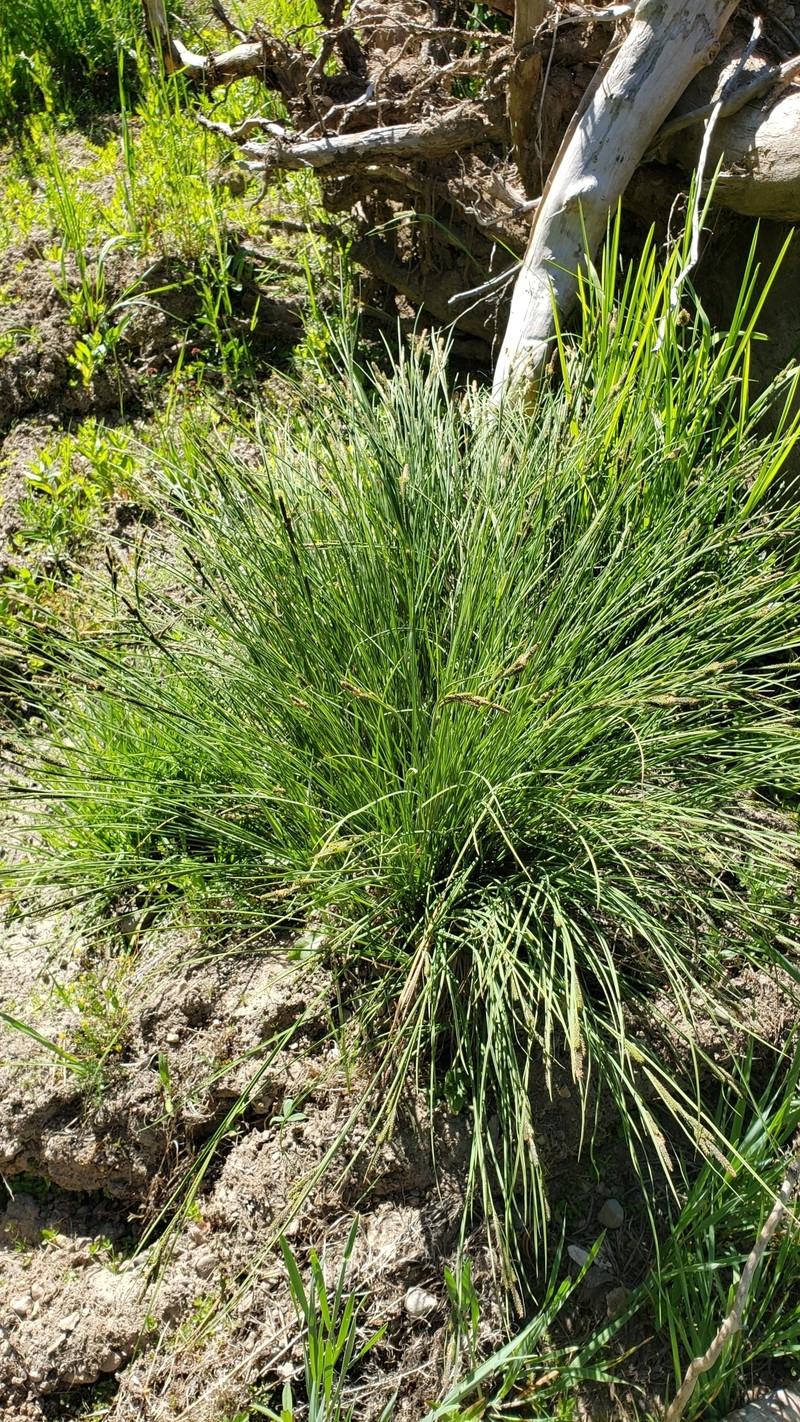 Carex kelloggii var. kelloggii photo 7