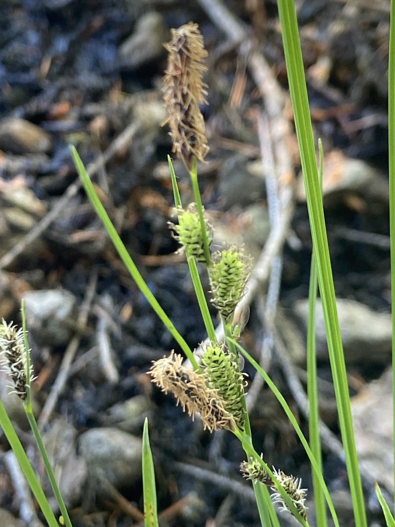 Carex kelloggii var. kelloggii photo 8