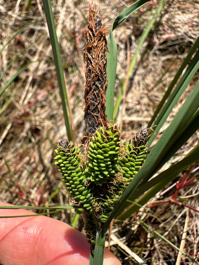 Carex kelloggii var. limnophila