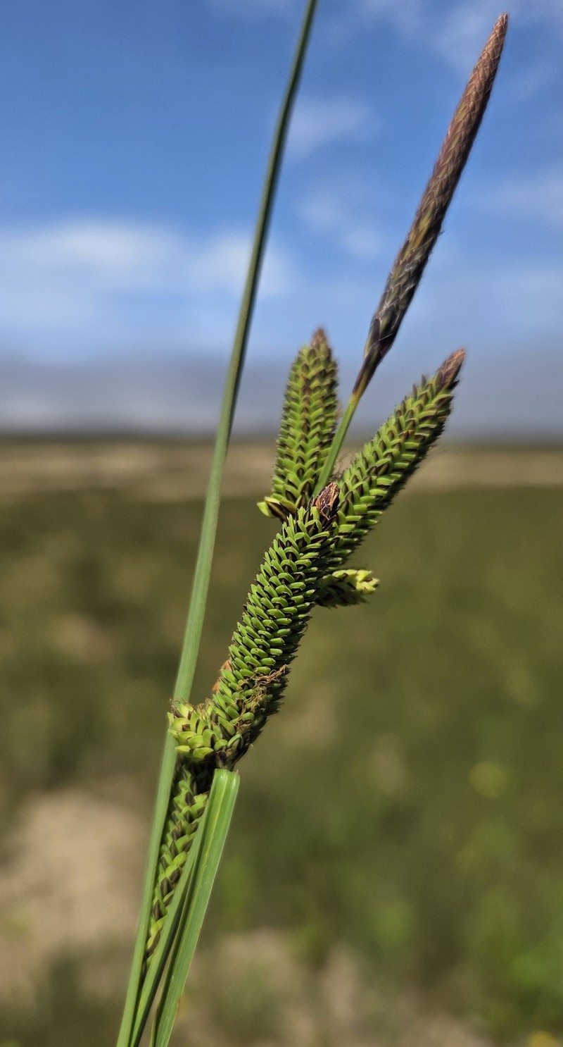 Carex kelloggii var. limnophila photo 2