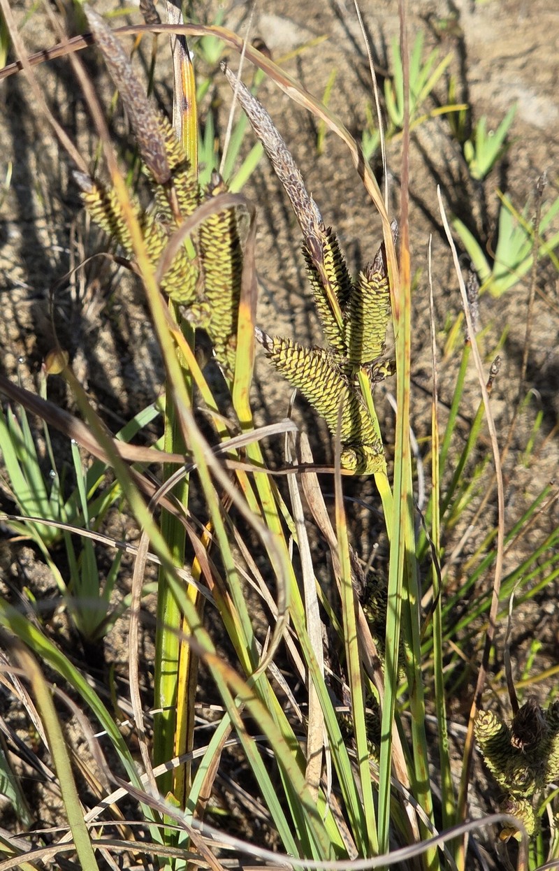 Carex kelloggii var. limnophila photo 3