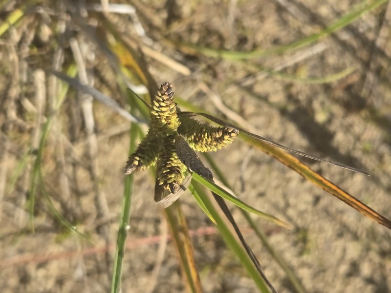 Carex kelloggii var. limnophila photo 4
