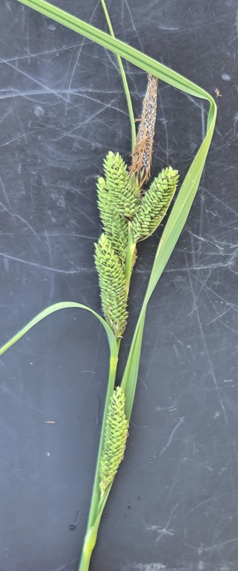Carex kelloggii var. limnophila photo 5