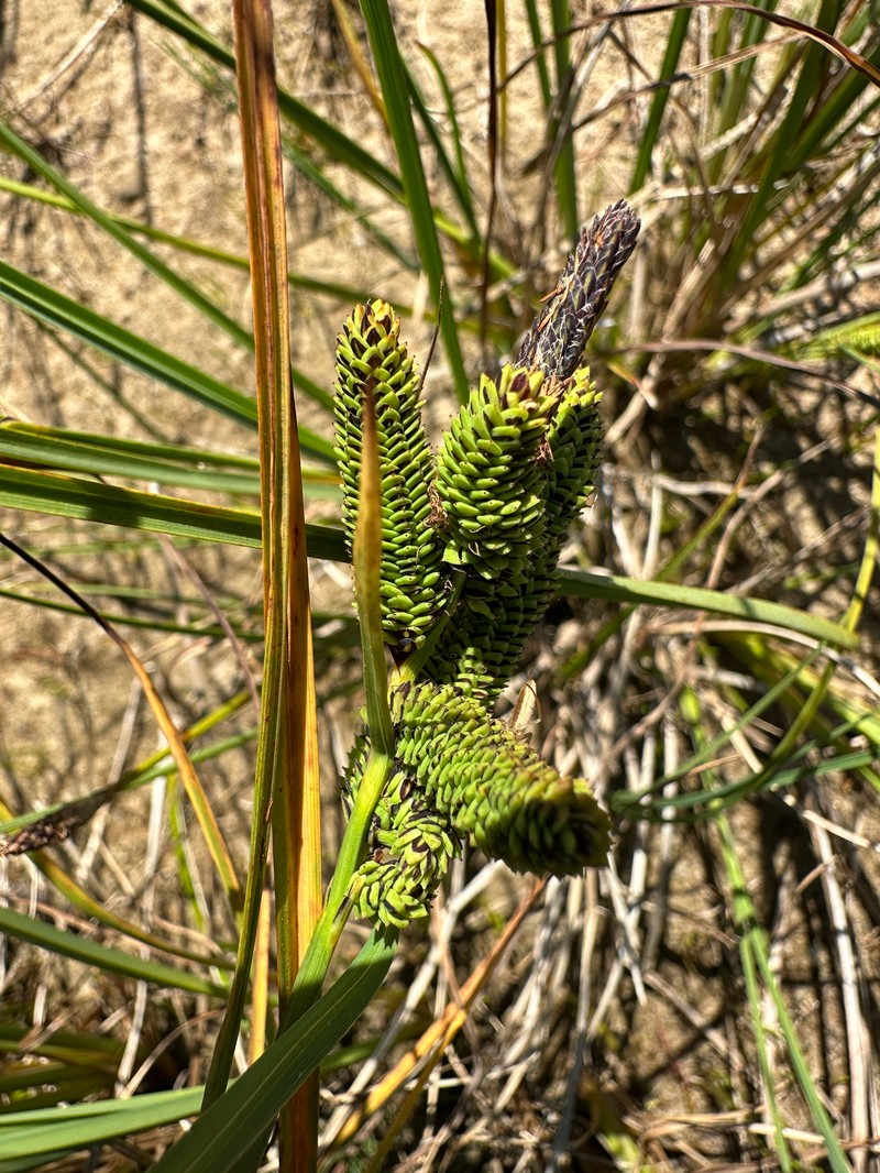 Carex kelloggii var. limnophila photo 6