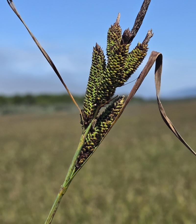 Carex kelloggii var. limnophila photo 7