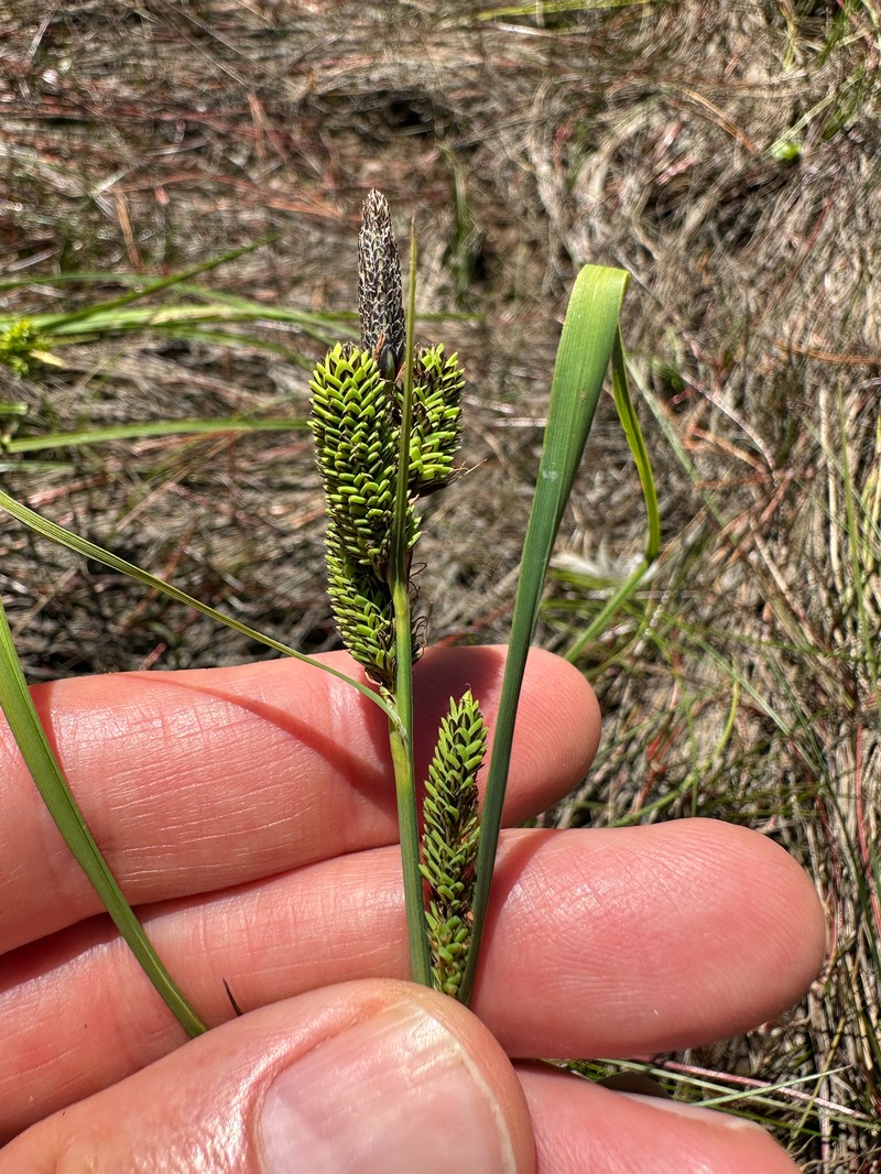 Carex kelloggii var. limnophila photo 8