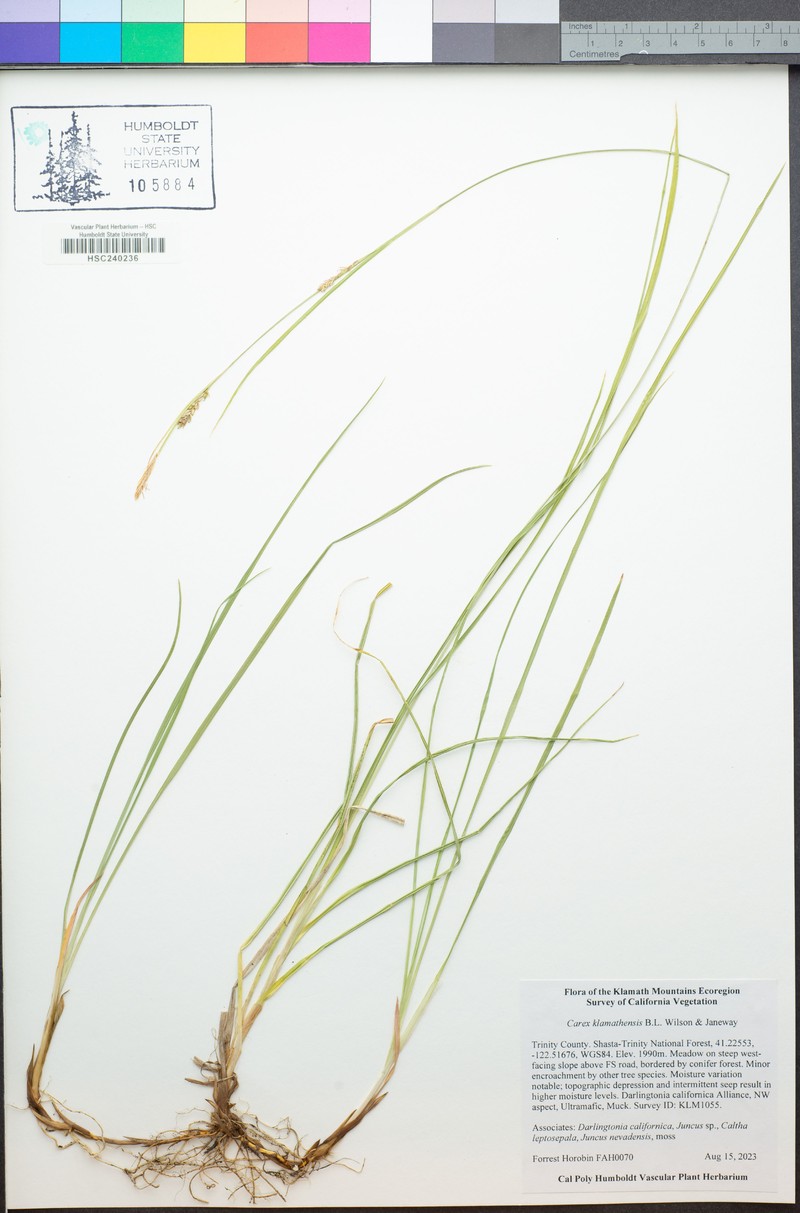 Klamath Sedge