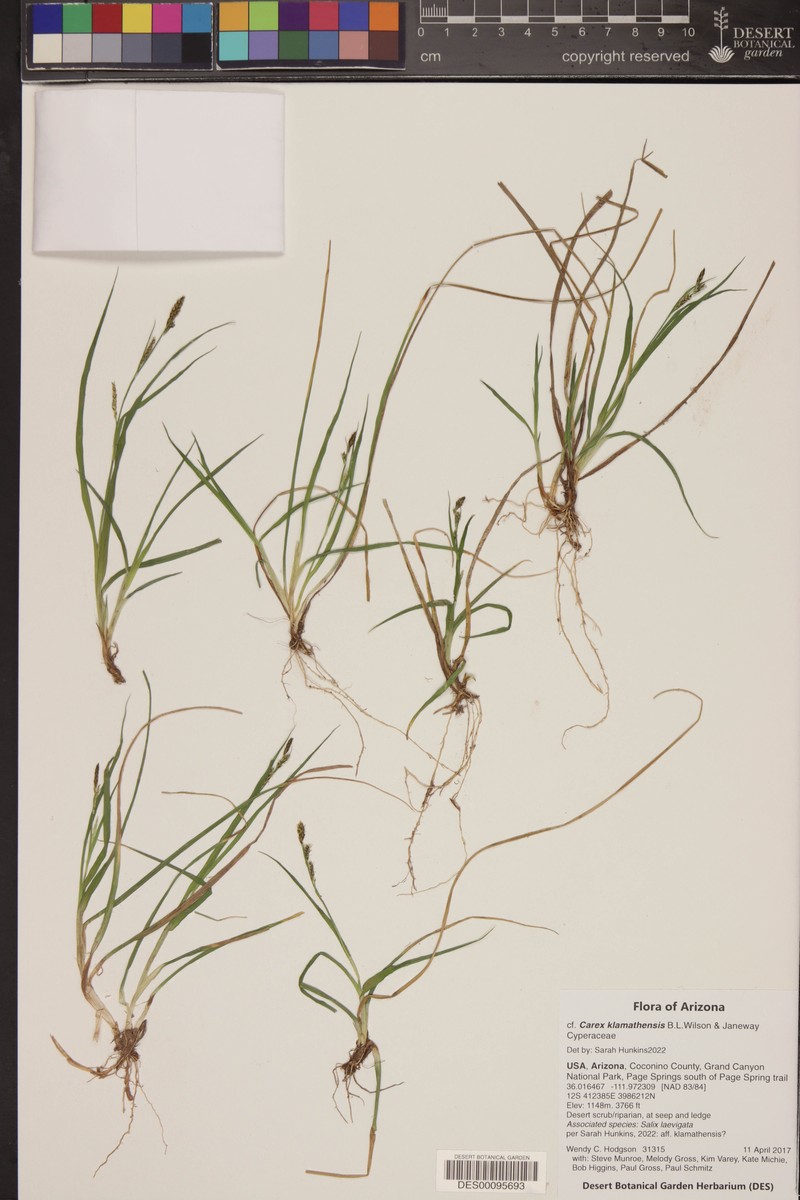 Klamath Sedge photo 2