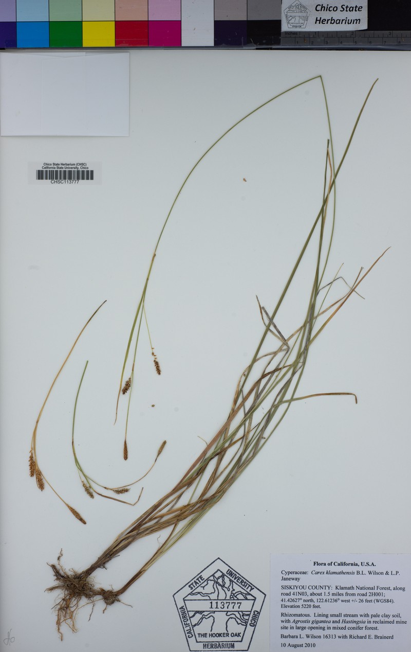 Klamath Sedge photo 3