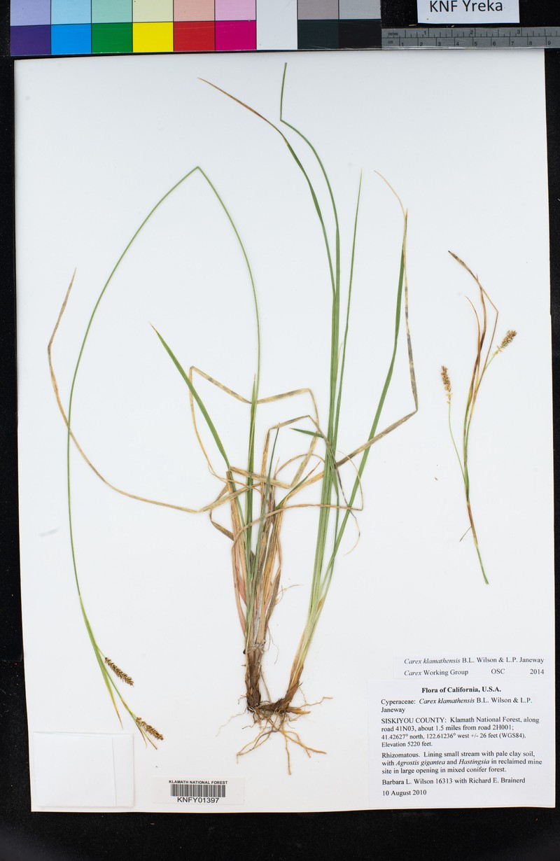 Klamath Sedge photo 4