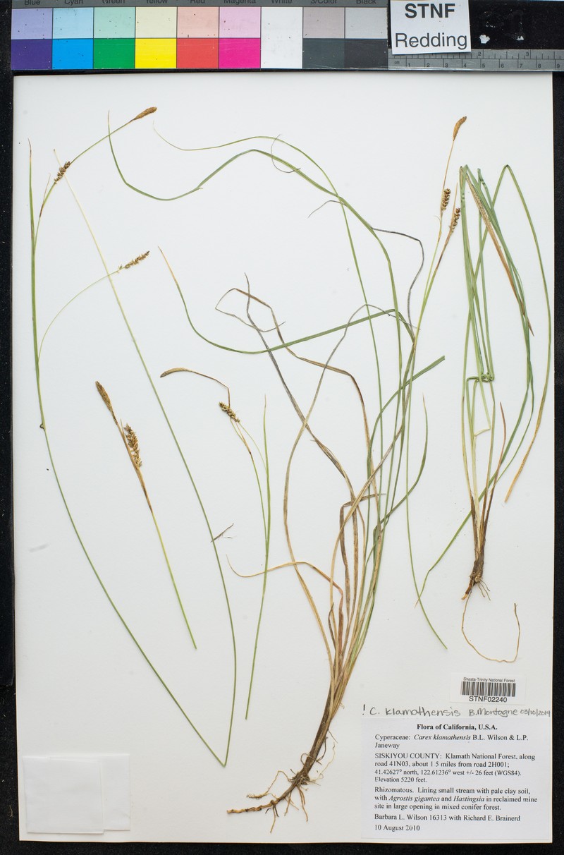 Klamath Sedge photo 5
