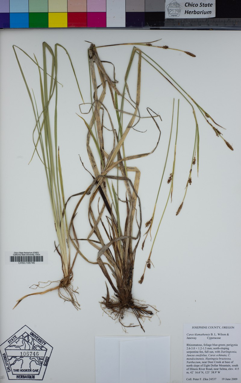 Klamath Sedge photo 6