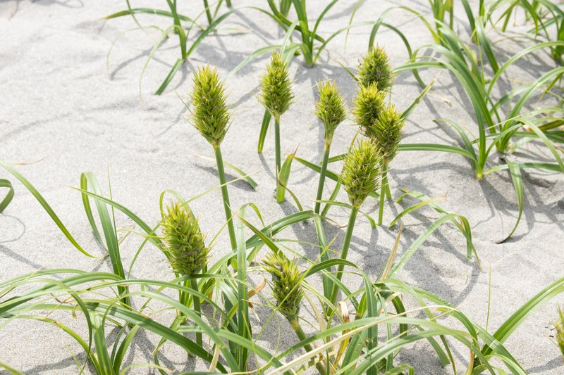 Japanese Sedge photo 4