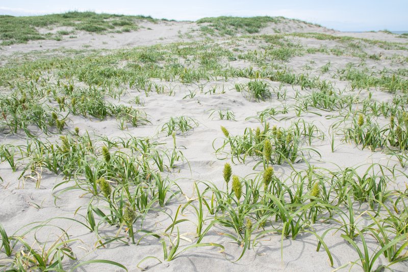 Japanese Sedge photo 5