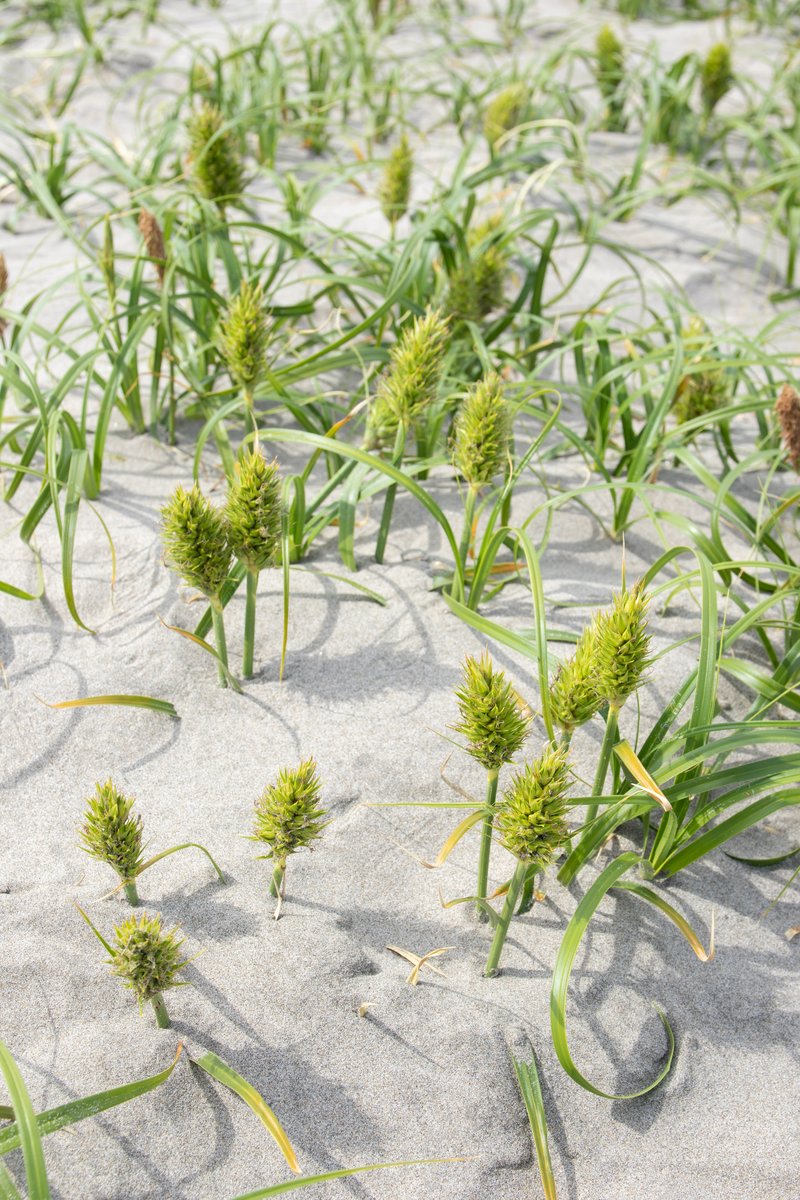 Japanese Sedge photo 6