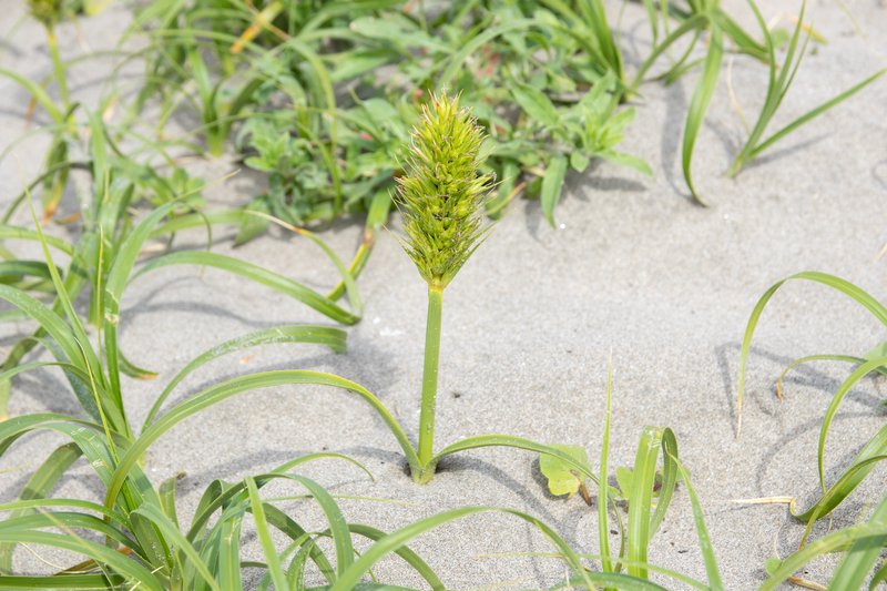 Japanese Sedge photo 7
