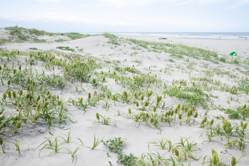 Japanese Sedge photo 8