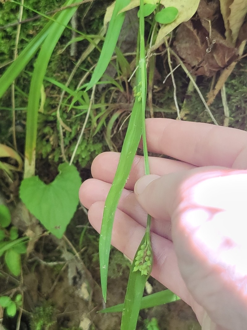 Kral's Sedge photo 2
