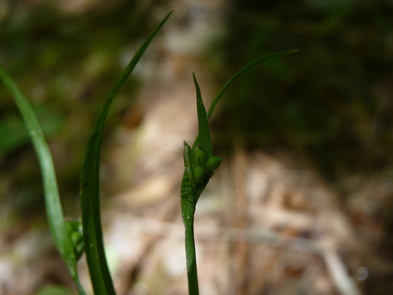 Kral's Sedge photo 3