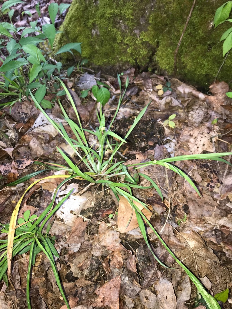 Kral's Sedge photo 4