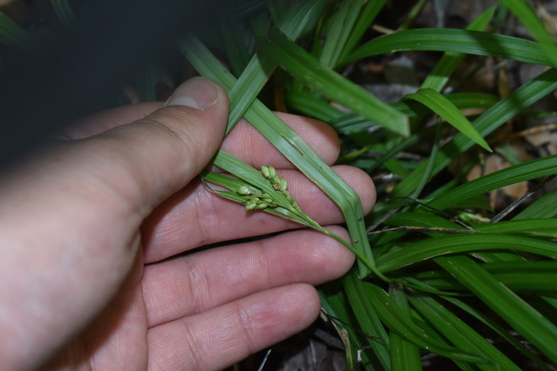 Kral's Sedge photo 5
