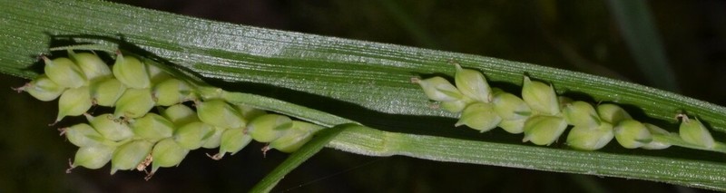 Kral's Sedge photo 6