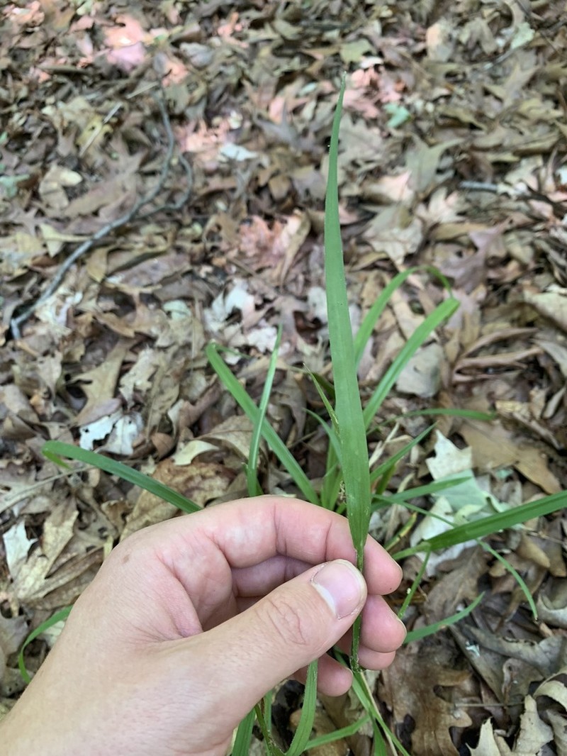 Kral's Sedge photo 7