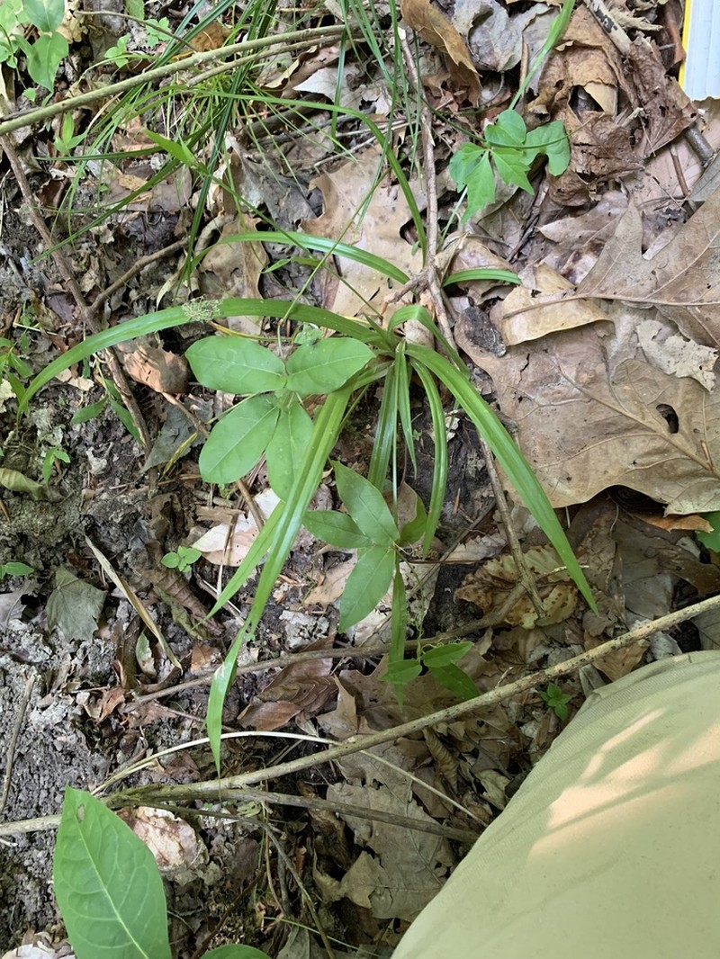 Kral's Sedge photo 8