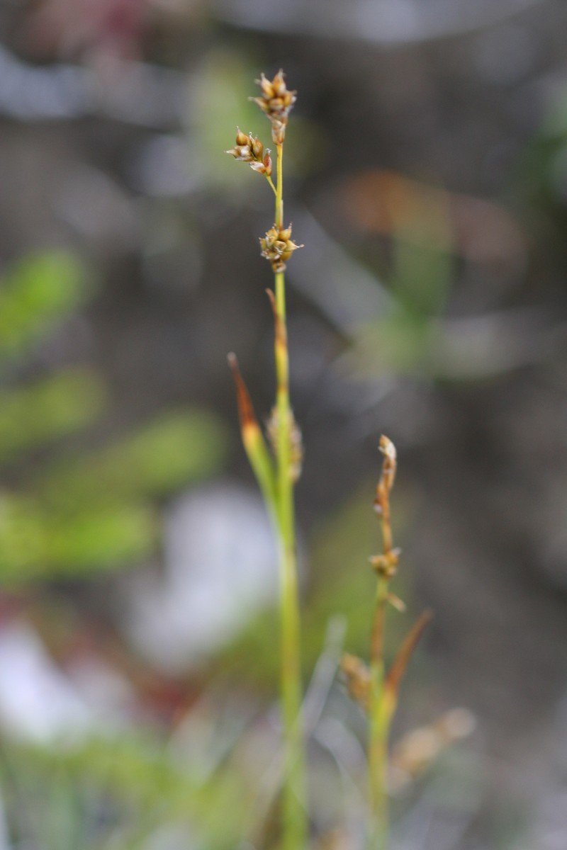 Carex krauseorum