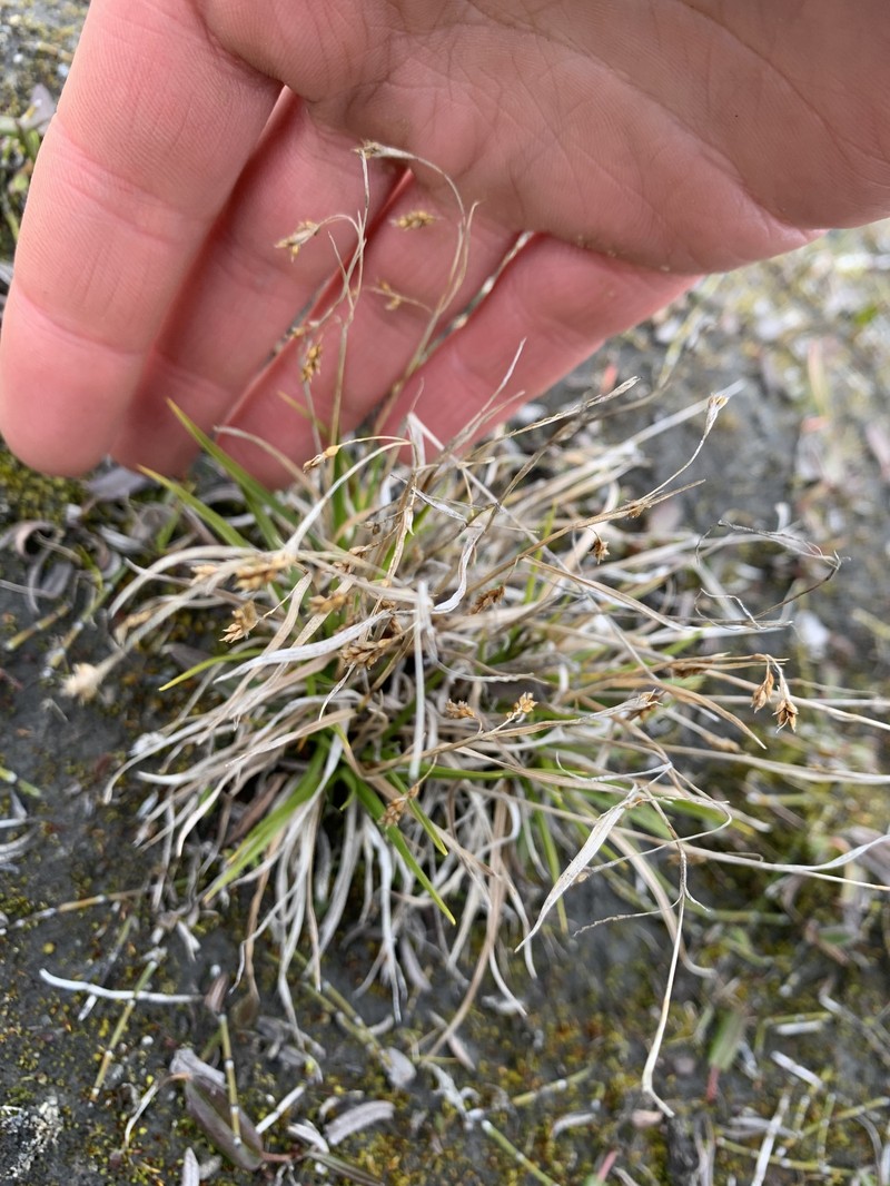 Carex krauseorum photo 2