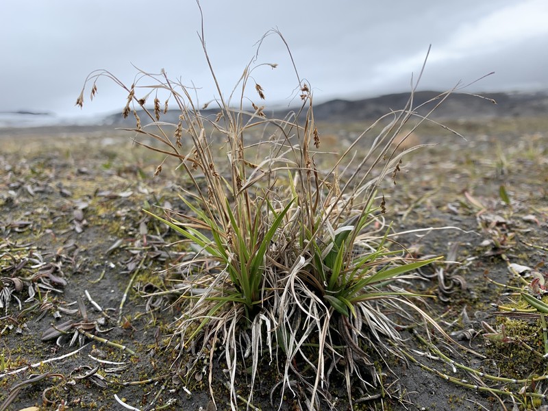Carex krauseorum photo 3