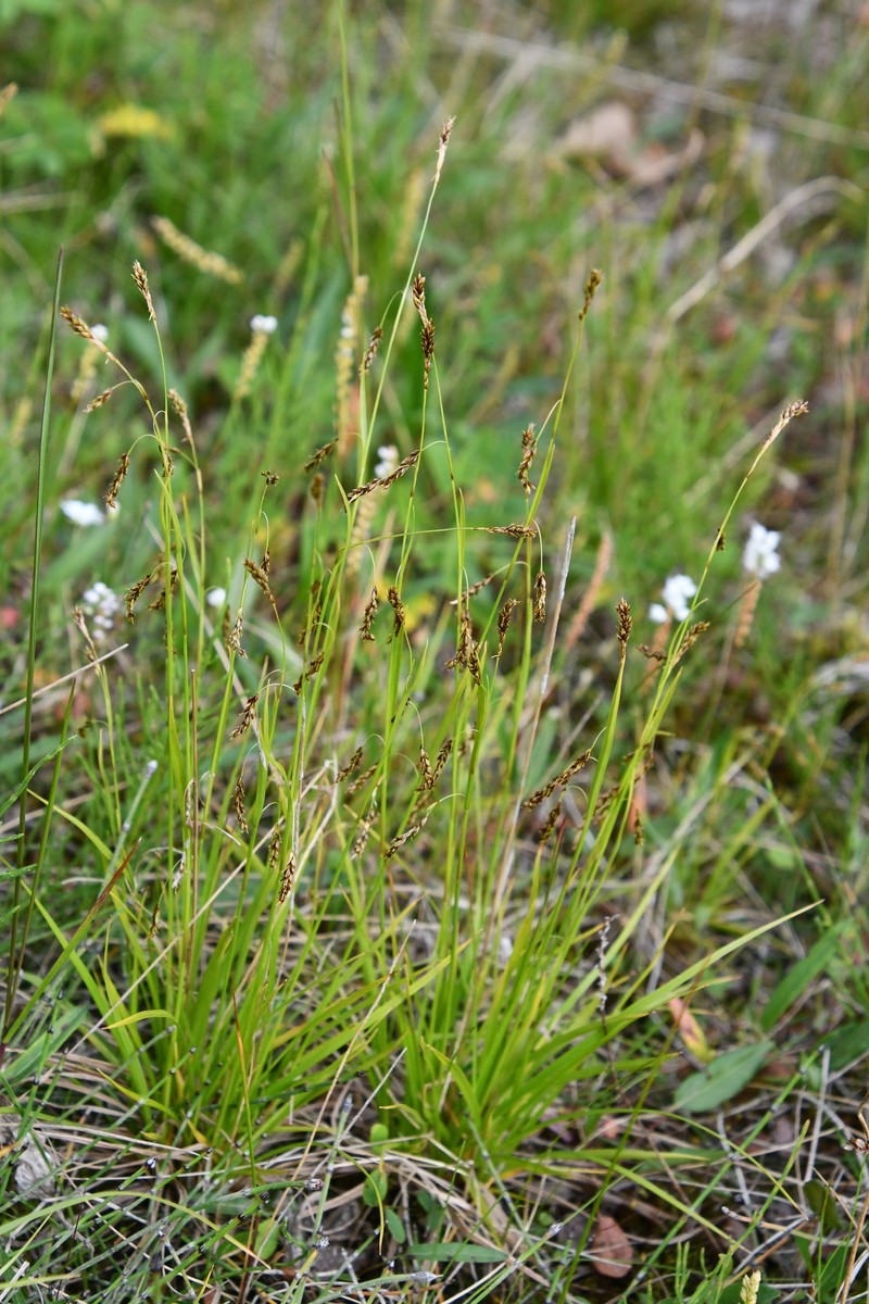 Carex krauseorum photo 4