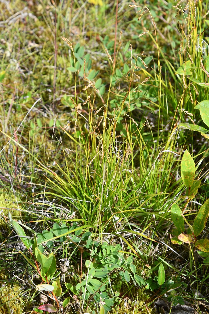 Carex krauseorum photo 5