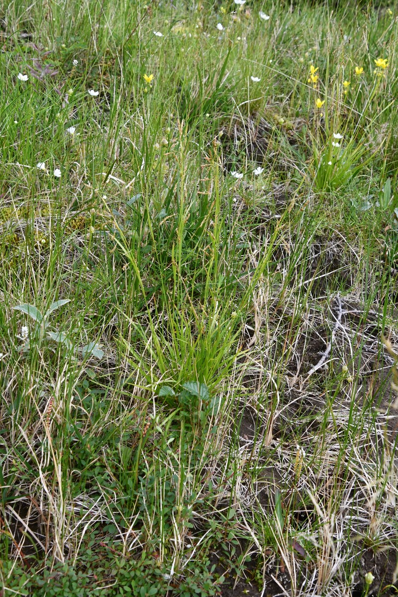 Carex krauseorum photo 6
