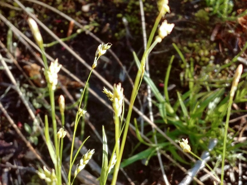 Carex krauseorum photo 7