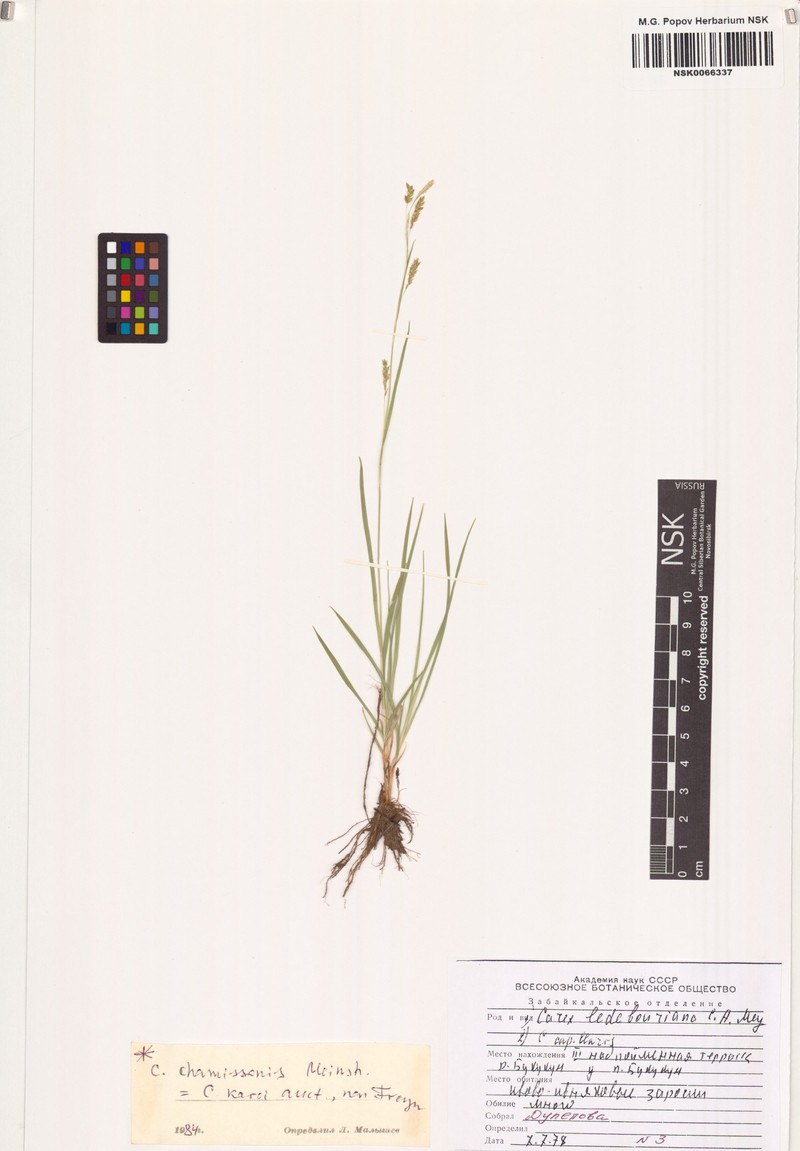 Carex krauseorum subsp. krauseorum