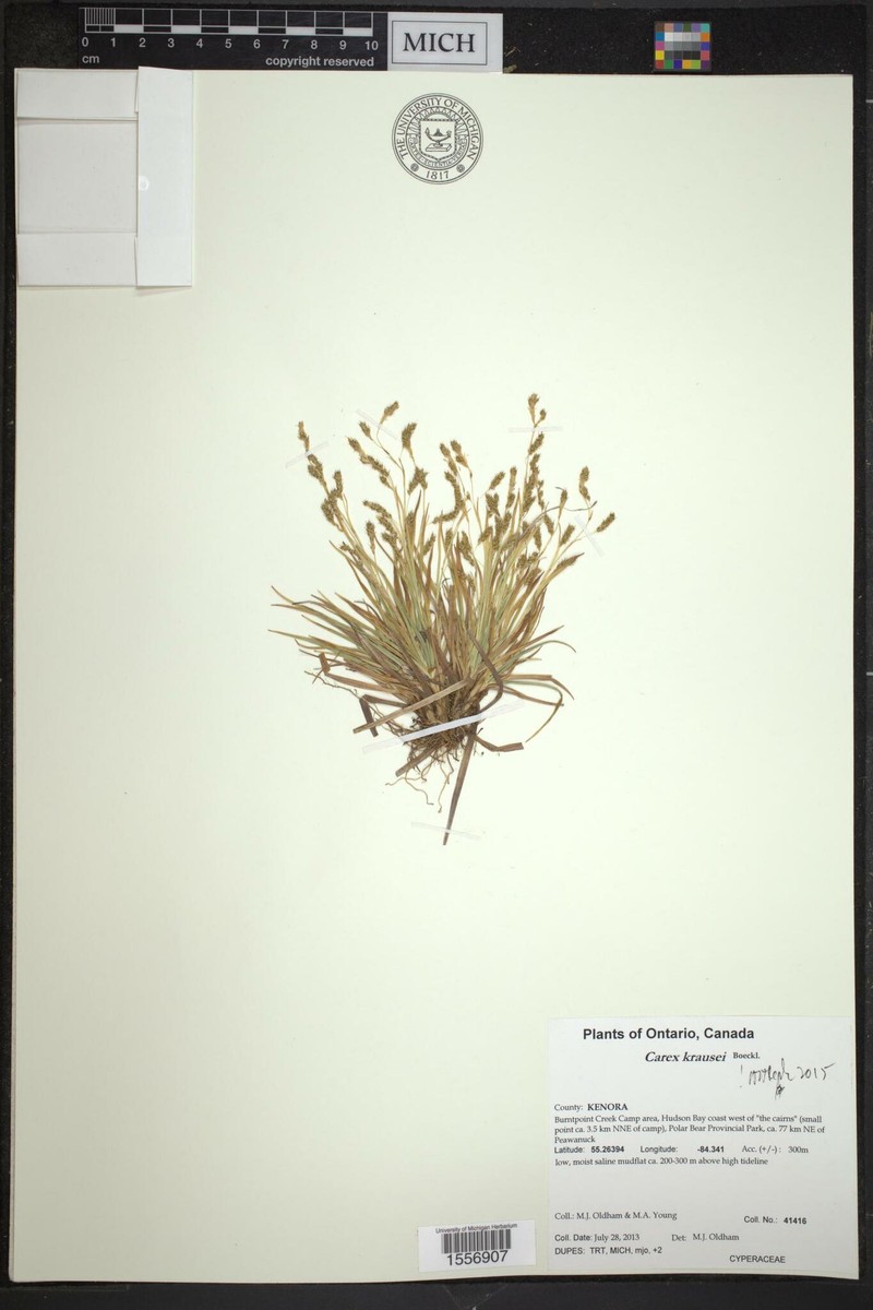 Carex krauseorum subsp. porsildiana
