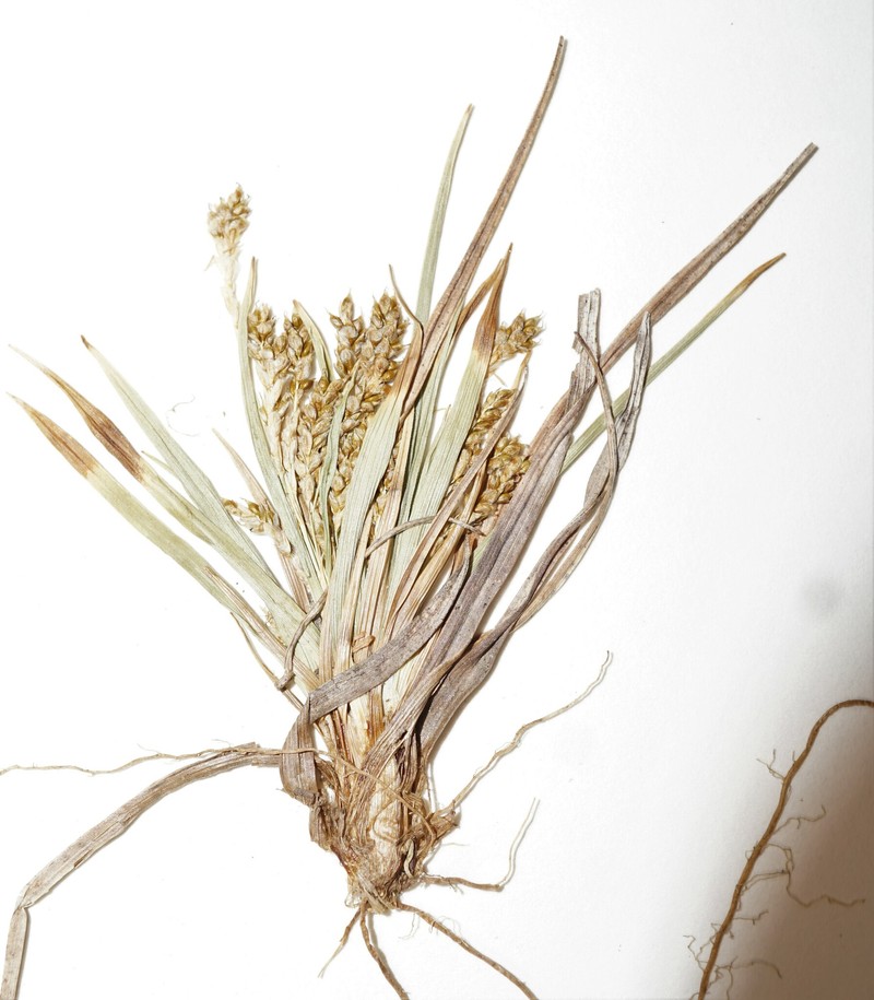 Carex krauseorum subsp. porsildiana photo 2